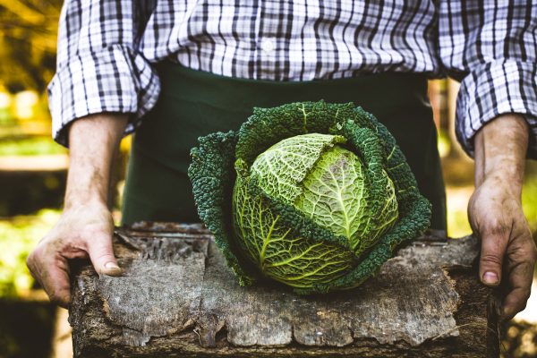 British-Growers_Gallery-Cabbage