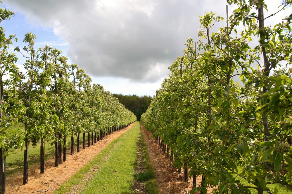 UK Need for Fruit & Veg Growth British Growers Association